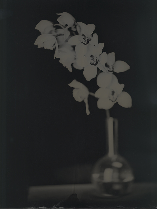 May212008orchids_wetplate_14x17