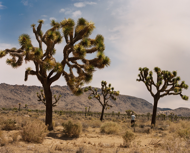 KWiseJoshuaTree42c05-009