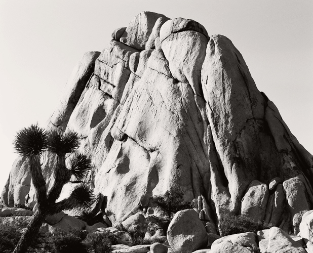 KWiseJoshuaTree82b01-010