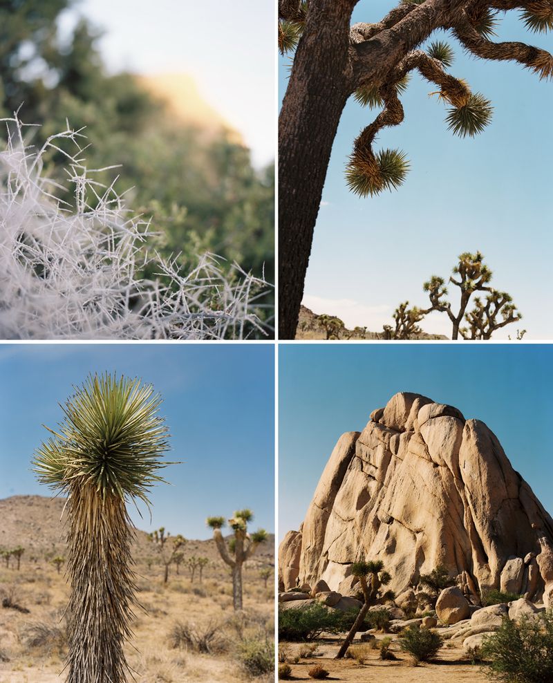 KarenWise-JoshuaTreeQuadriptych