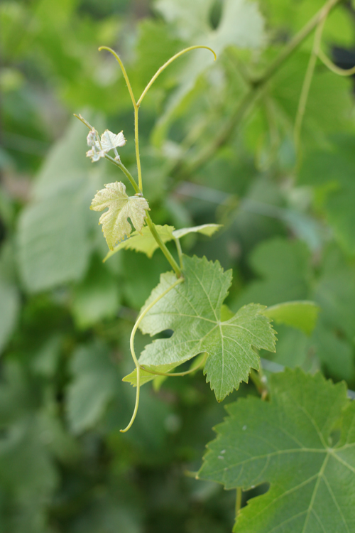 MalibuVineyard-9529