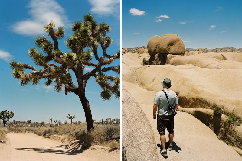 KarenWise-JoshuaTreeDiptych2