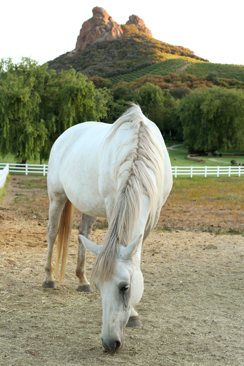 MalibuHorse-SaddlerockRanch9462