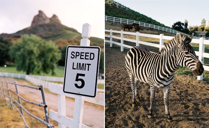 MalibuZebraDiptych