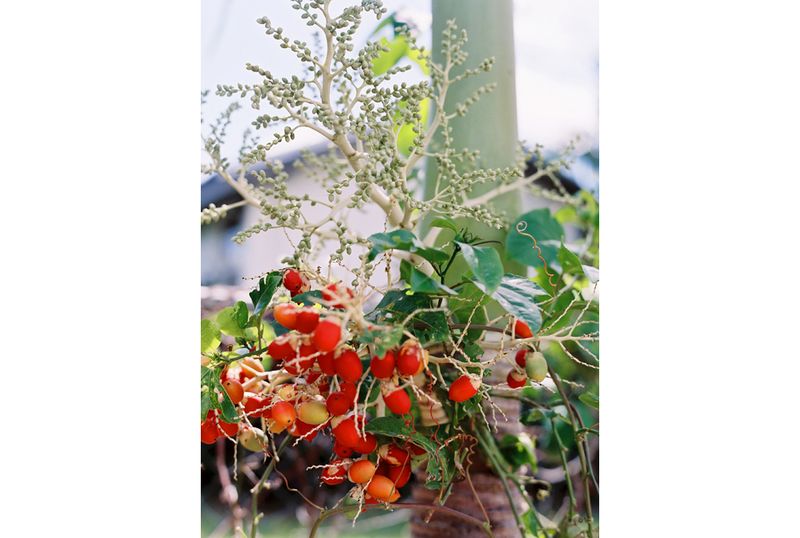 KarenWise_BarbadosDiptych4