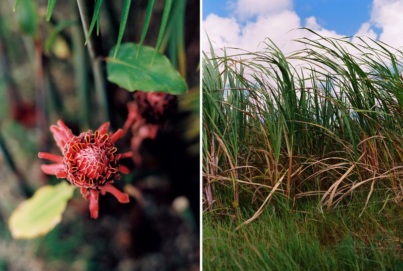 KarenWise_BarbadosDiptych1