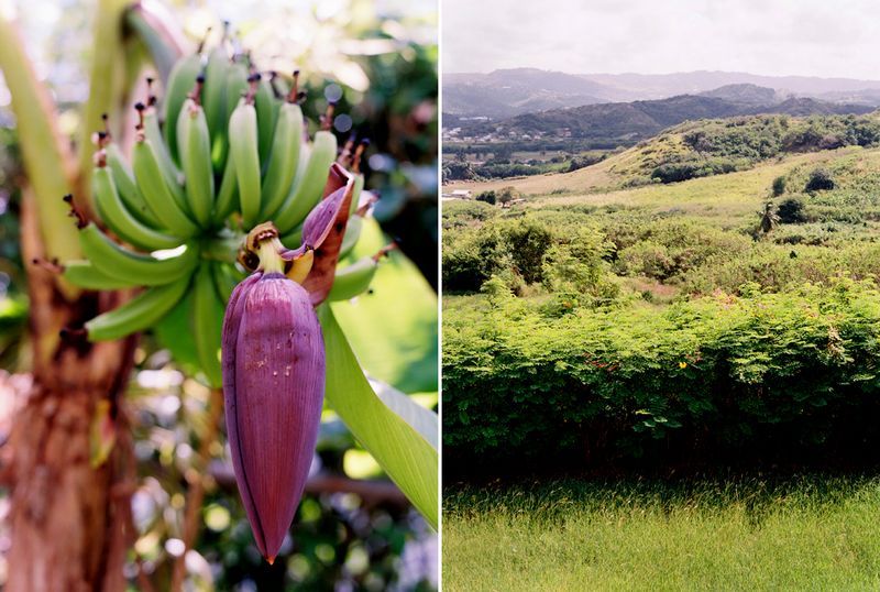 KarenWise_BarbadosDiptych2