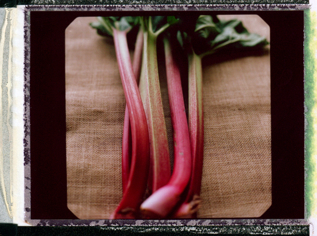 KarenWise_Rhubarb_Polaroid