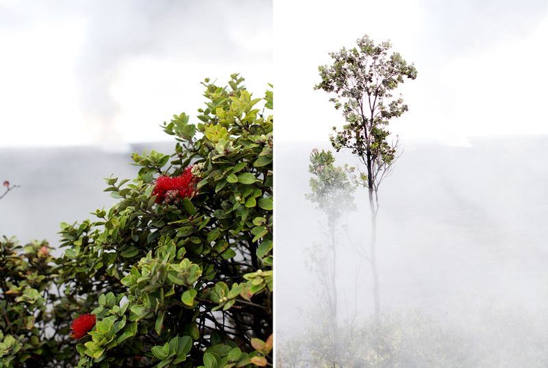 KarenWise_HawaiiDiptych10