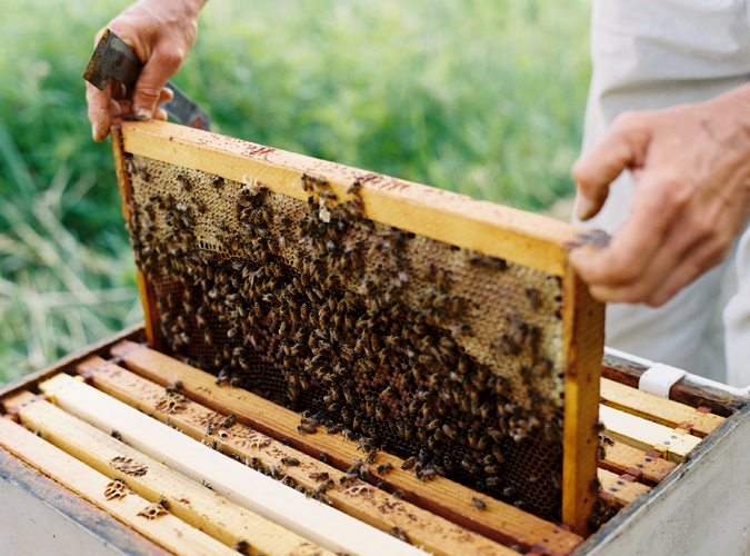 KarenWise_BeekeepersBees3 KarenWise_BeekeepersBees3