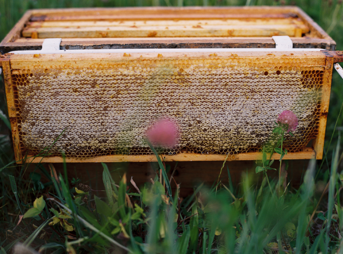 KarenWise_BeekeepersBees2 KarenWise_BeekeepersBees2