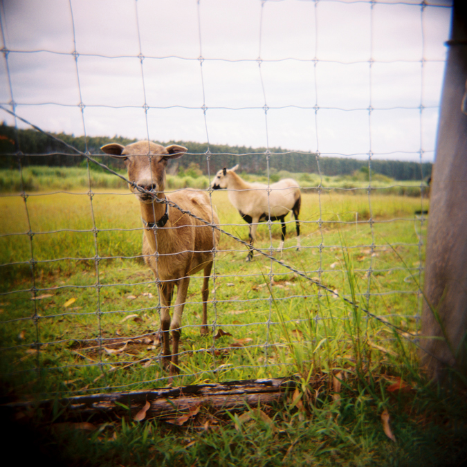 HawaiiBigIslandSheep