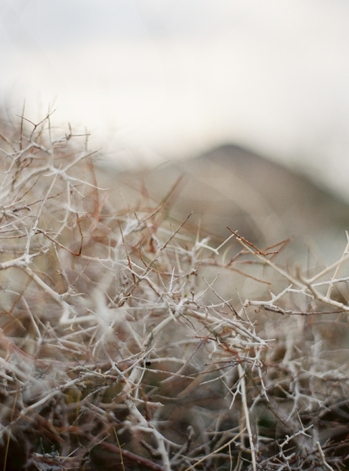 KarenWise_PalmSpringsDesertThorns