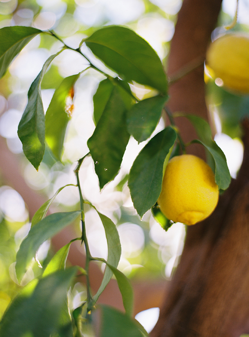 KarenWise_PalmSpringsLemonTree682217