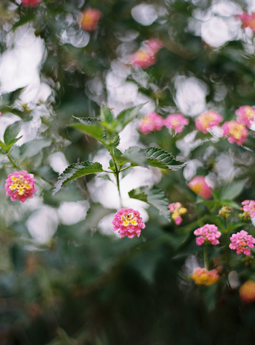 KarenWise_PalmSprinsFlowers