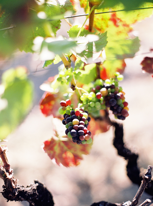 KarenWise_GrapeVines89c02-013